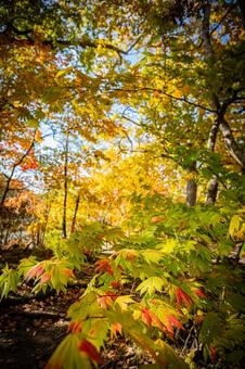 北海道　大沼国定公園　秋の風景 北海道,大沼,函館の写真素材