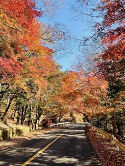紅葉のトンネルと青空の道 紅葉,道路,秋の写真素材