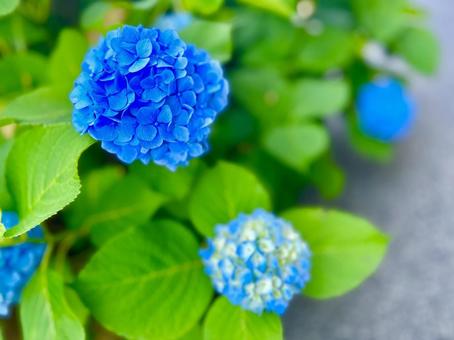 アジサイ 青 アジサイ 青の写真
