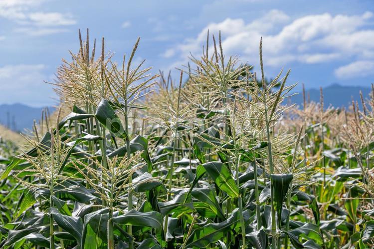 夏空とトウモロコシ畑 とうもろこし,スイートコーン,野菜の写真素材
