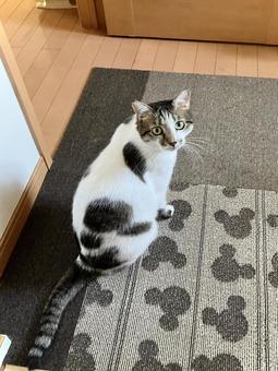 マットと背中の柄が同化してる猫ちゃん マットと背中の柄が同化してる猫ちゃん 猫,家猫,保護猫の写真素材