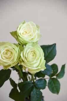 Photo, green, roses, rose, 