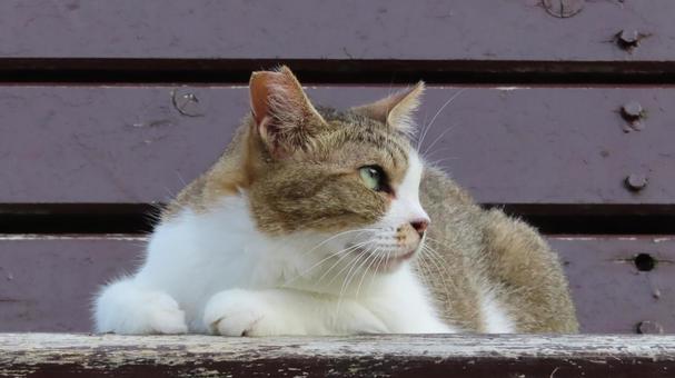 ベンチの上で夕涼みしているもふもふな猫 ベンチの上で夕涼みしているもふもふな猫の写真