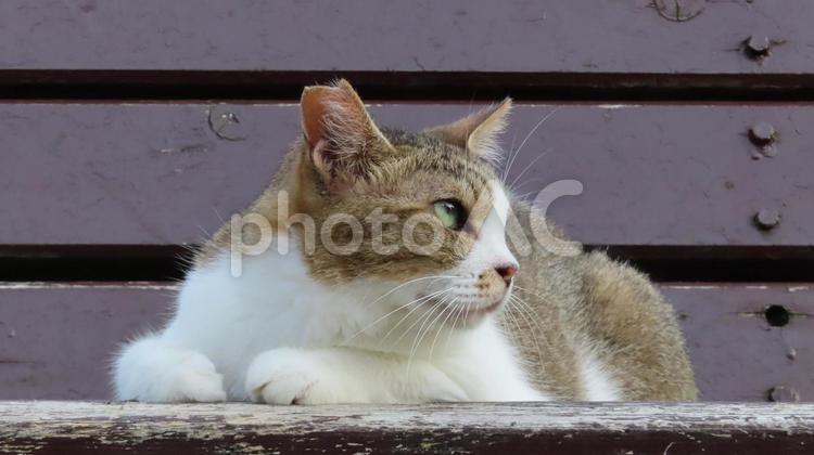 ベンチの上で夕涼みしているもふもふな猫 猫,キジシロ,寝そべるの写真素材