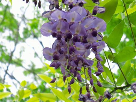 藤の花 藤の花の写真