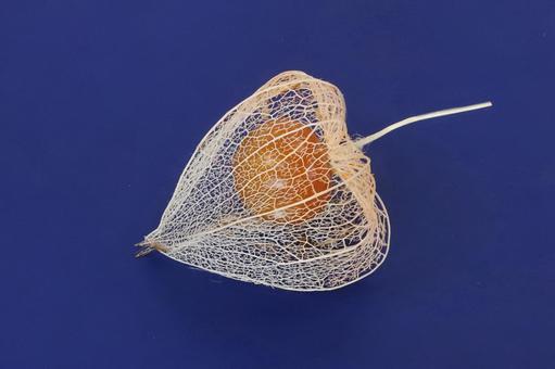 網ホオズキと赤い実 網ホオズキと赤い実の写真