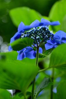 葉陰に隠れた物語の写真