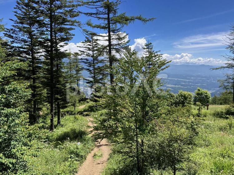 入笠山の登山風景（登山口～湿原間） 入笠山,登山,ハイキングの写真素材