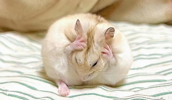 Yellow Djungarian holding his head, JPG Yellow Djungarian holding his head, JPG