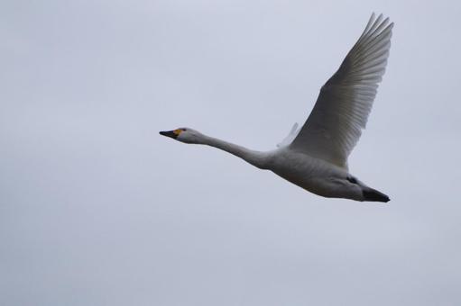 白鳥 白鳥の写真
