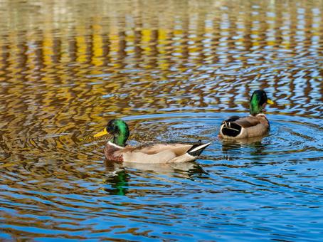 池を泳ぐマガモのオス マガモ,カモ,鴨の写真素材