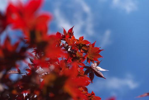 紅葉37 紅葉,モミジ,枯葉の写真素材