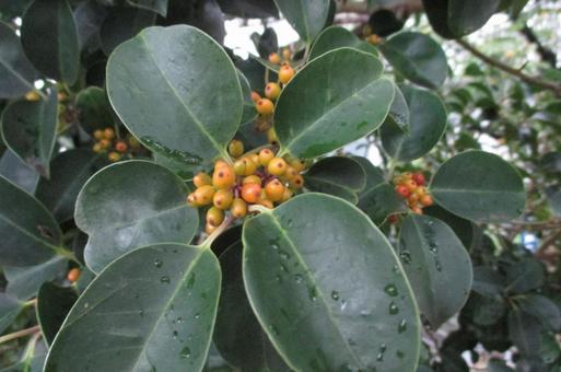 植物の実 植物の実の写真