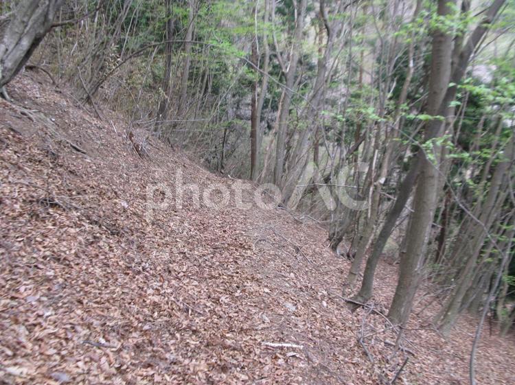 秩父　三峯山麓の雑木林 杉林,すぎ,三峯山の写真素材