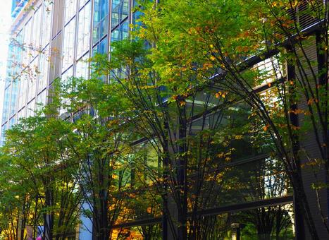 丸の内仲通りの色づき始めた街路樹 丸の内,丸の内仲通り,街路樹の写真素材