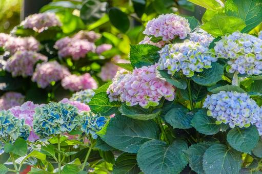 A colorful feast of hydrangeas, JPG A colorful feast of hydrangeas, JPG