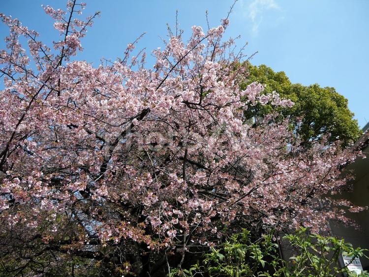 桜の木と緑 春,自然,木の写真素材