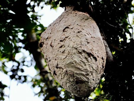 巨大スズメバチの巣 スズメバチ,キイロスズメバチ,蜂の写真素材