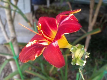 1 ヘメロカリス 左向き(花弁6) 日向 1 ヘメロカリス 左向き(花弁6) 日向 ヘメロカリス,花弁6,赤の写真素材