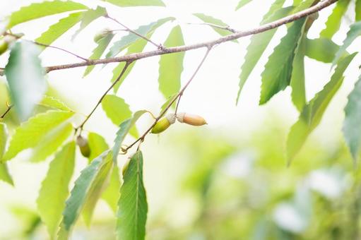 どんぐりの写真