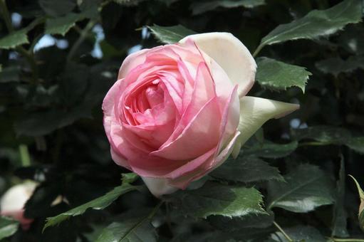 バラ・薔薇 ピエールドゥロンサール バラ・薔薇 ピエールドゥロンサールの写真