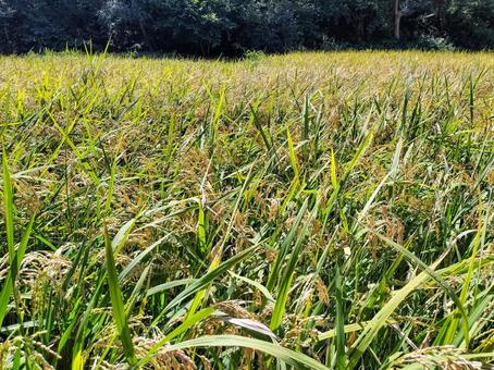 稲穂の実る初秋の稲田 舞岡公園 稲穂の実る初秋の稲田 舞岡公園の写真