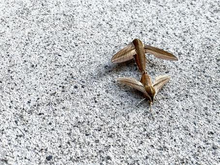 地面で交尾する蛾 地面で交尾する蛾の写真