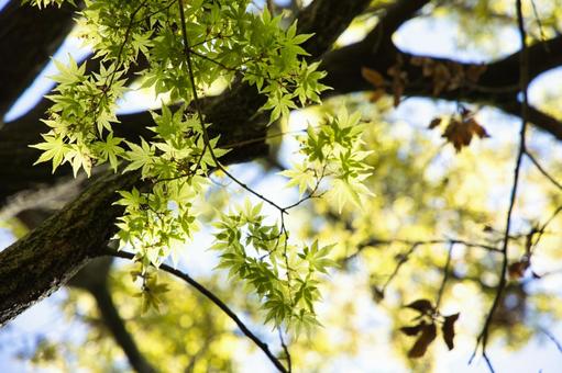 もみじ もみじの写真