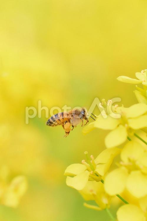 菜の花と飛んでいるセイヨウミツバチ 飛んでいる,ミツバチ,飛行の写真素材