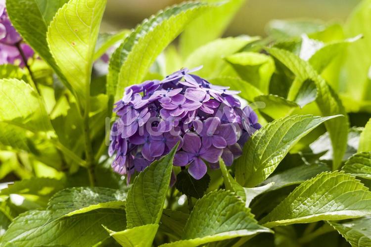 サンテパルクの紫陽花6（田原市） アジサイ,花,フラワーの写真素材