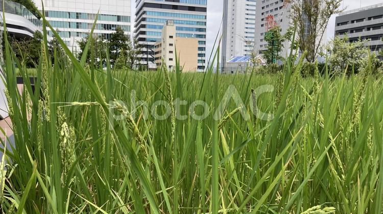 都会のたんぼ１ 水稲,稲,たんぼの写真素材