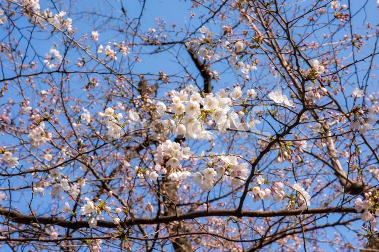 靖国神社のソメイヨシノ 桜,染井吉野,靖国神社の写真素材