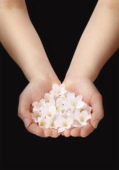 手のひらにいっぱいの桜の花びら 手のひらにいっぱいの桜の花びら 桜,手のひら,いっぱいの写真素材