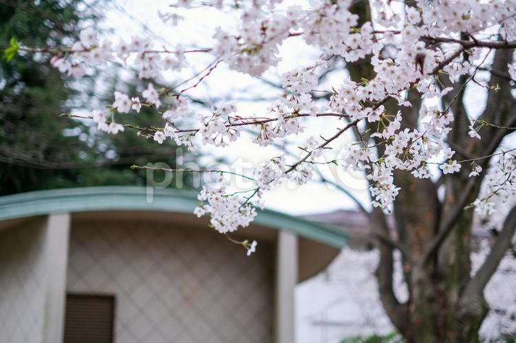 別所沼公園の桜 桜,花見,別所沼公園の写真素材