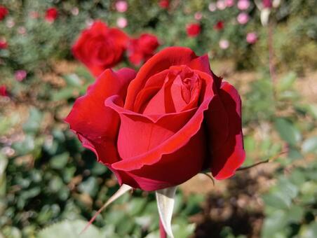 秋　バラ　市川市動植物園（バラ園） 秋バラ,市川市動植物園,大町自然公園の写真素材
