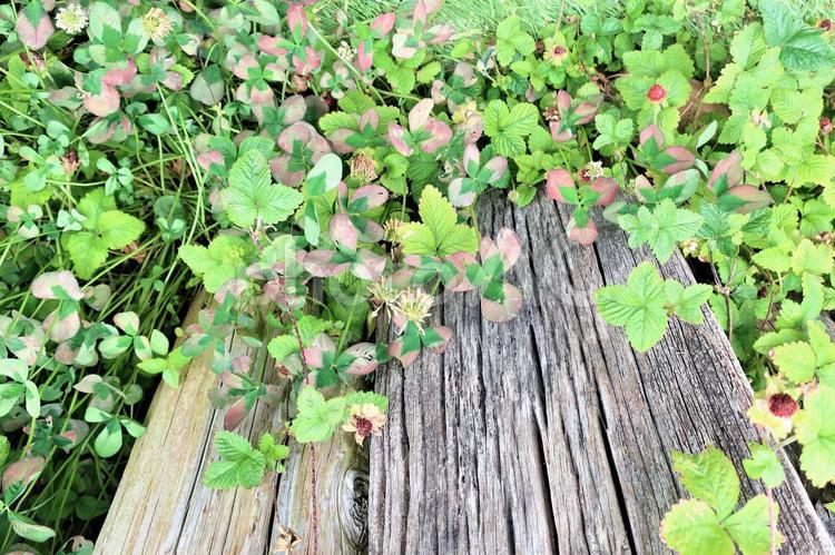 クローバーと木いちごのフレーム 木いちご,クローバー,植物の写真素材
