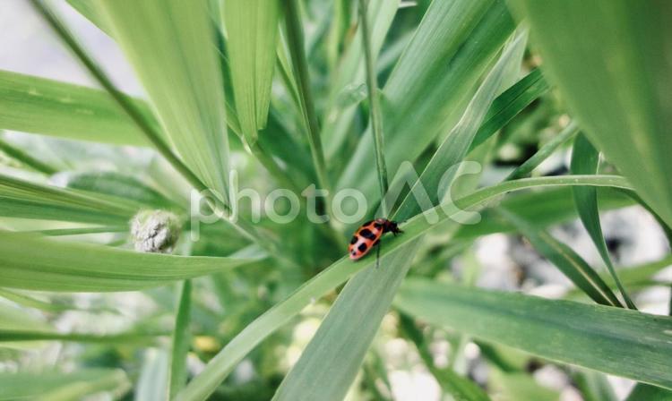 細い葉の上の赤いてんとう虫 虫,てんとう虫,甲虫の写真素材