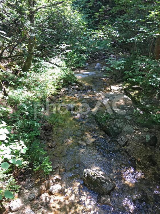 森の中の小川 新緑,森,林の写真素材