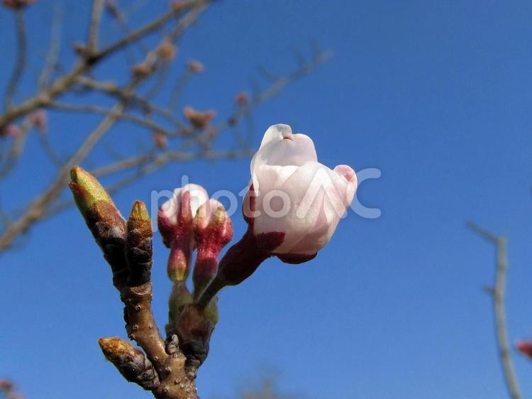 桜のつぼみと青空 つぼみ,四季,春の写真素材