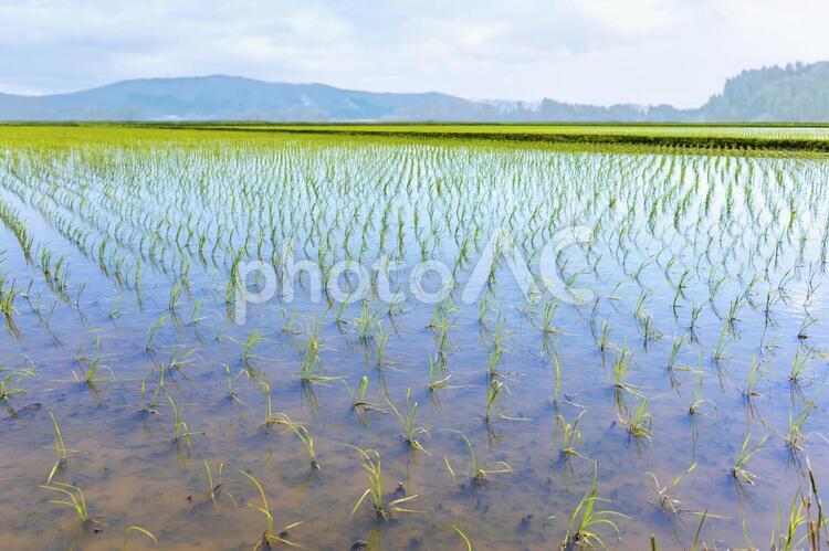 たんぼ　田植え　5250 たんぼ,田植え,田の写真素材