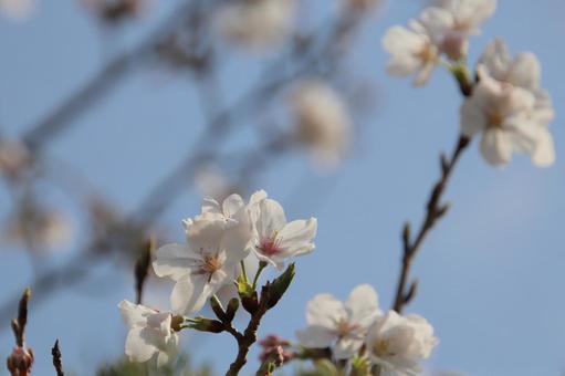 満開の桜の花 満開の桜の花の写真