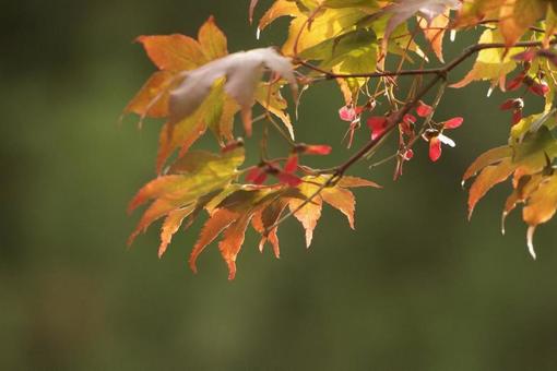 紅葉 紅葉 植物,木,樹木の写真素材