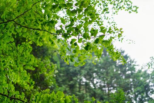 新緑のイチョウの葉の写真