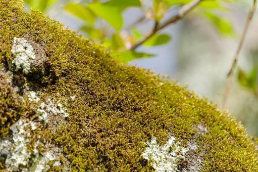 木肌を覆う苔と地衣類 苔,コケ,地衣類の写真素材