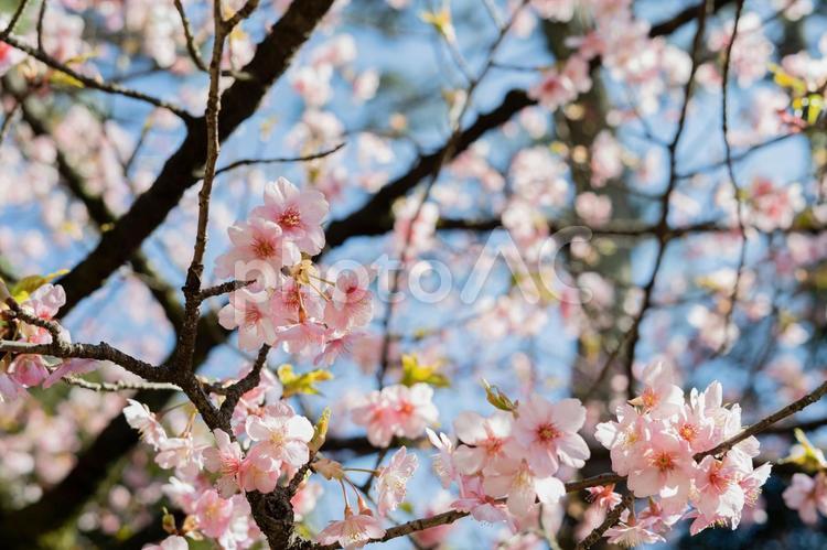 春の日差しと桜の花 桜,お花見,満開の写真素材