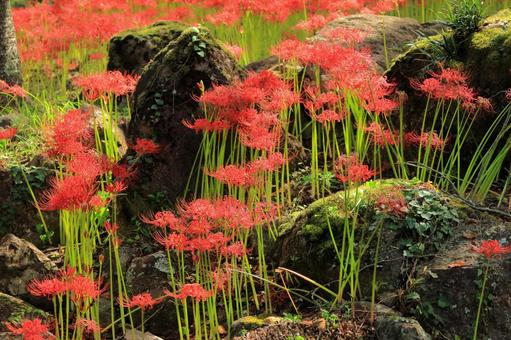 岩場に咲く彼岸花-1 岩場に咲く彼岸花-1 彼岸花,秋,風景の写真素材