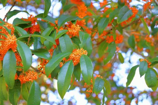 キンモクセイ　花 キンモクセイ,金木犀,木の写真素材