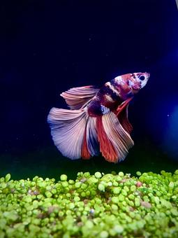 色鮮やかな熱帯魚　 ベタ,熱帯魚,魚の写真素材