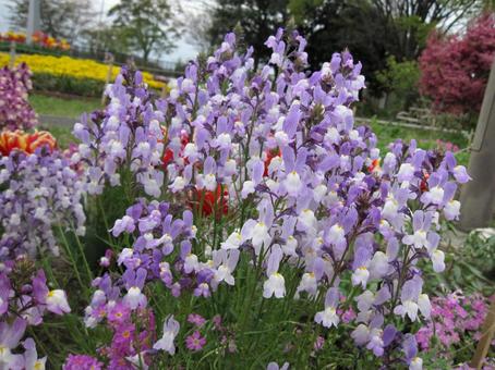 リナリア　咲く風景の写真