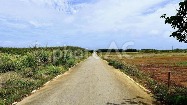 沖縄県津堅島のニンジン畑の一本道 一本道,ニンジン,畑の写真素材